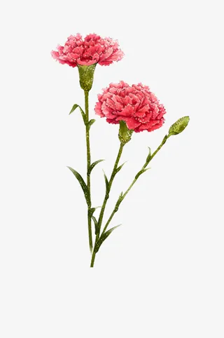 母亲节插图手绘彩铅精细素描粉色免抠