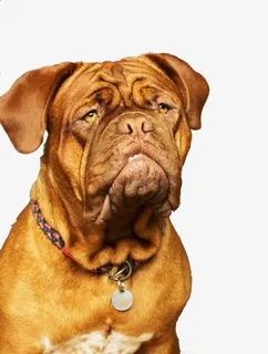 成年斗牛犬免抠