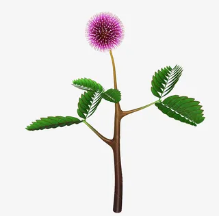 开花的含羞草海报平面图装饰品免抠