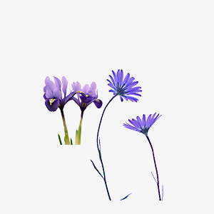 紫色小花免抠