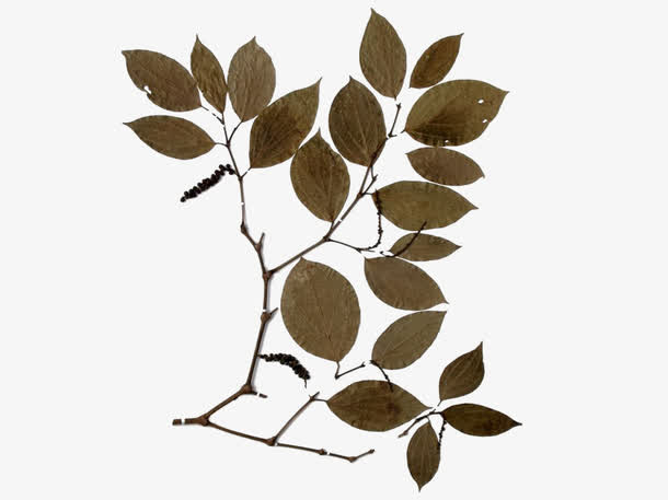 黑胡椒叶免抠