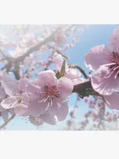 春天 草地 桃花 梨花 渐变透明元素35免抠背景场景背景元素 春天 草地 桃花 梨花 渐变透明元素35免抠背景场景背景元素