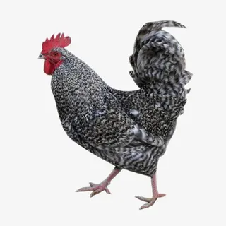 黑白斑条鸡免抠