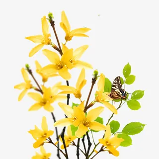 黄色连翘花朵免抠素材免抠