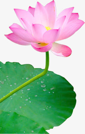 春天清新粉色荷花绿叶免抠