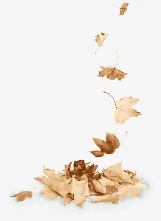 秋季发黄落叶免抠