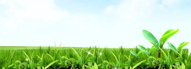 绿色草地背景
