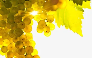 晶莹剔透的葡萄免抠