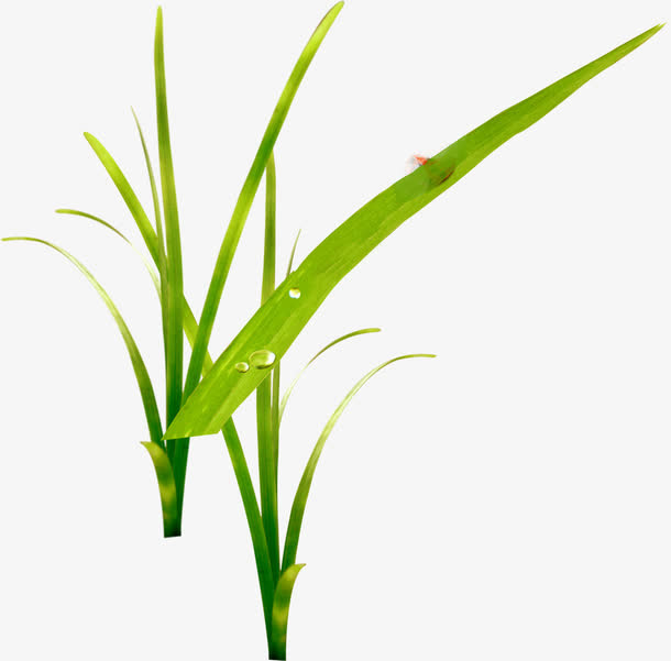 卡通春天绿叶设计露珠免抠