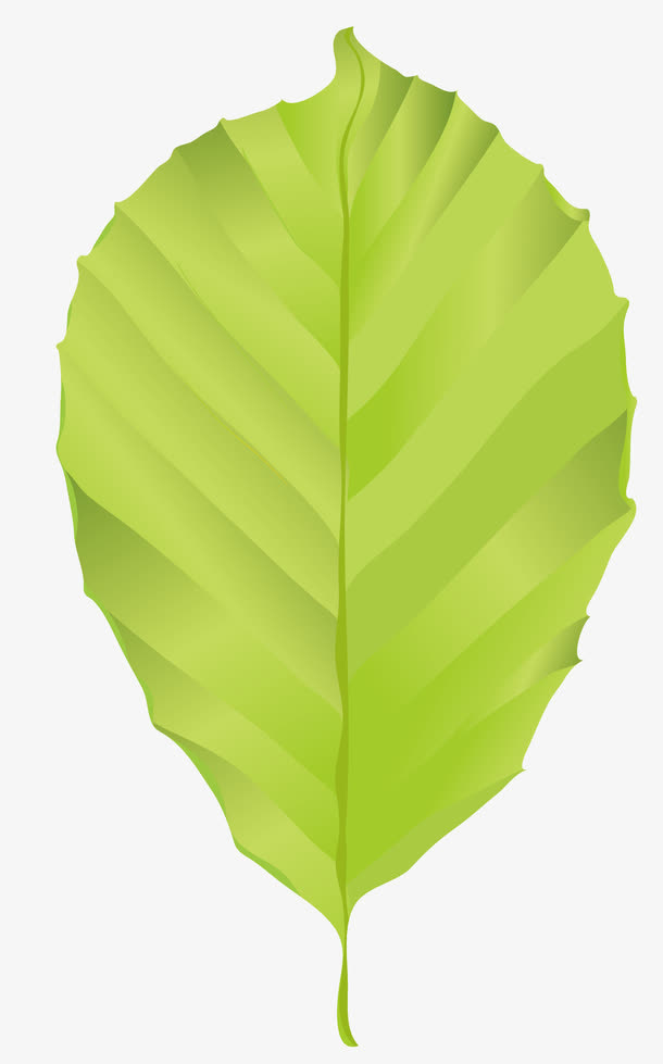 树叶免抠