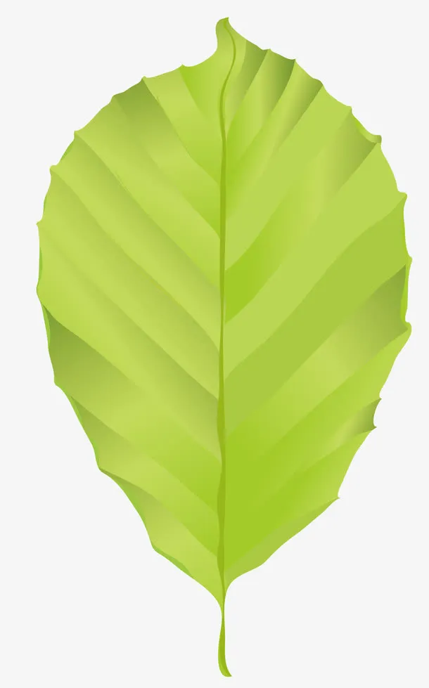 树叶免抠