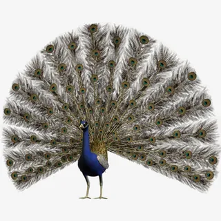 开屏求偶的孔雀免抠