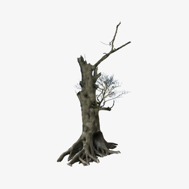 树干枯木朽木免抠