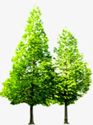 春季清新景观公园植物装饰免抠