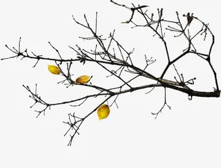 掉光叶子的树枝免抠