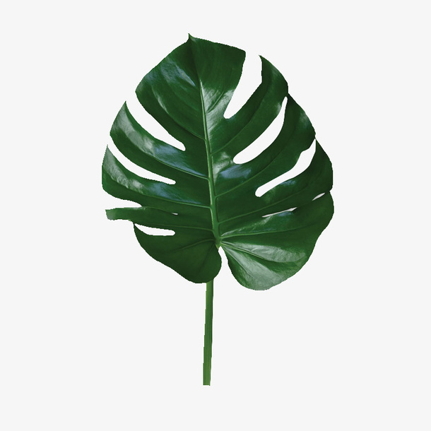 绿色树叶免抠
