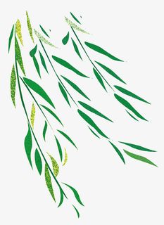 踏青清新柳叶郊游免抠