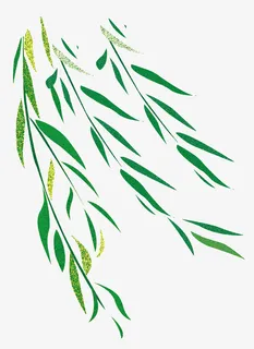 踏青清新柳叶郊游免抠