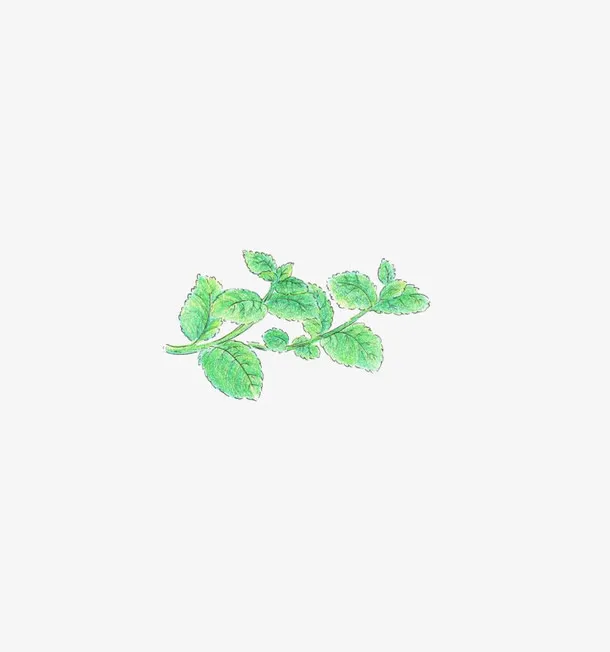 薄荷免抠