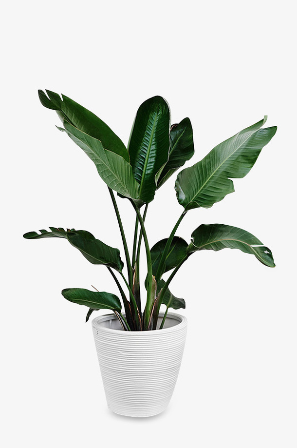 高清绿色植物花瓶盆栽免抠