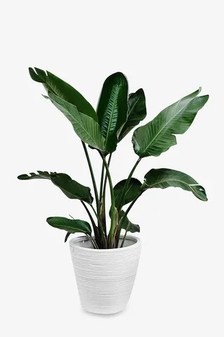 高清绿色植物花瓶盆栽免抠