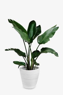 高清绿色植物花瓶盆栽免抠 高清绿色植物花瓶盆栽免抠