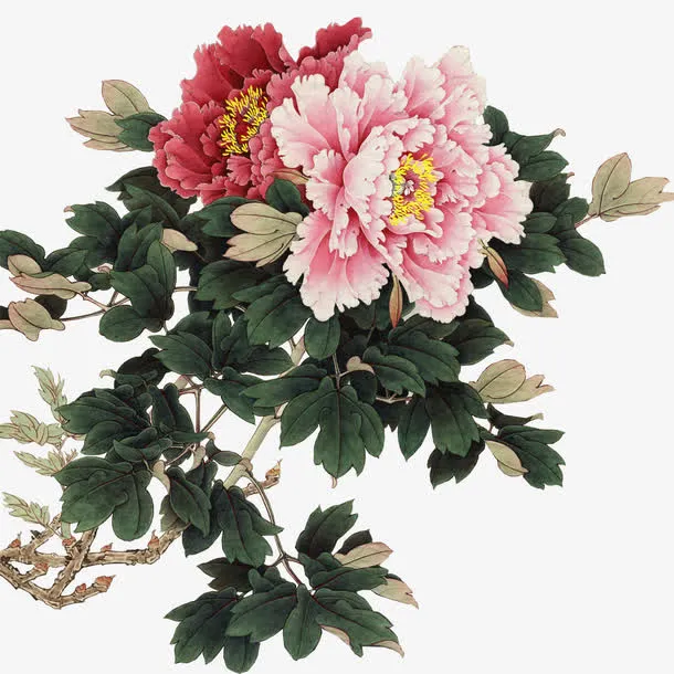 牡丹花免抠