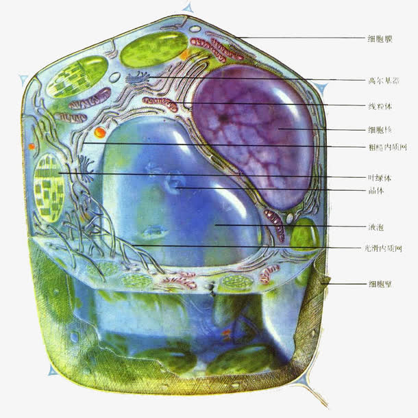 手绘生物医学细胞图示免抠