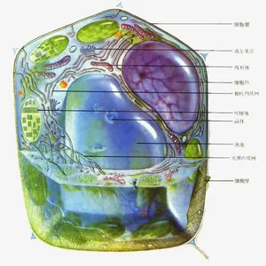 手绘生物医学细胞图示免抠