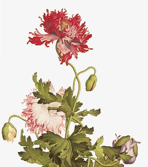 菊花png素材免抠