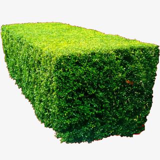 方块灌木丛免抠