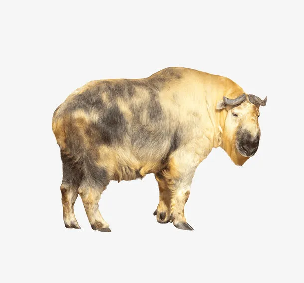 野生牛图片免抠