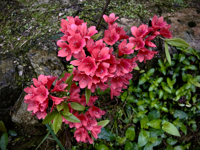 岩缝中的杜鹃花高清