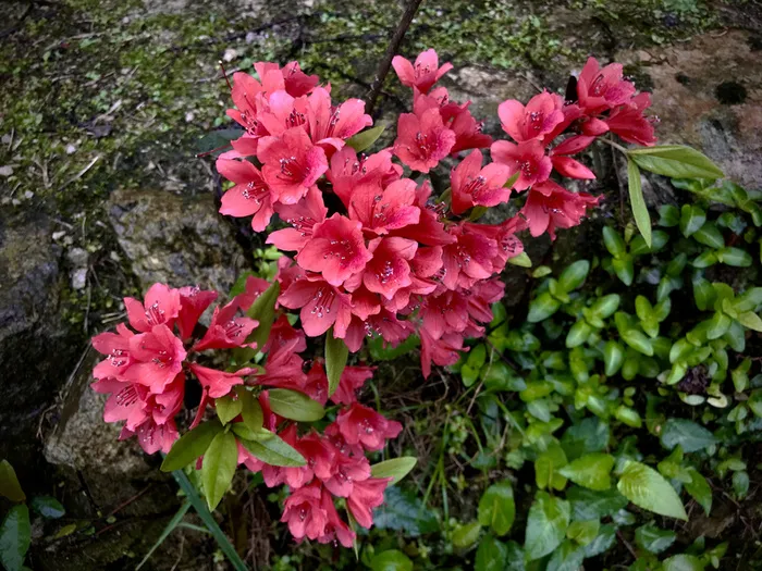 岩缝中的杜鹃花高清