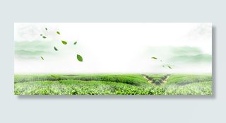 小清新茶叶背景海报banner高清