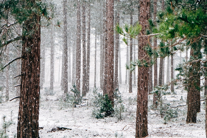 冬天雪景自然风景高清