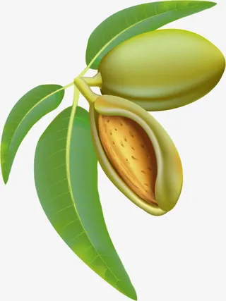 春天绿色成熟种子免抠