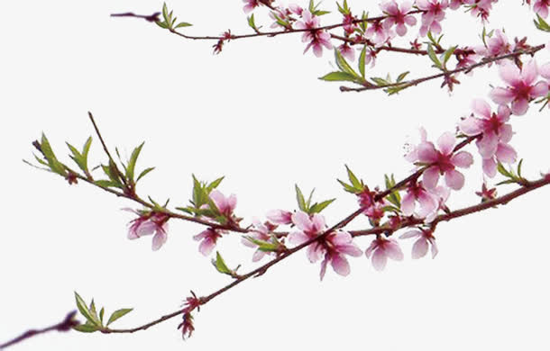 桃花花枝文房四宝免抠