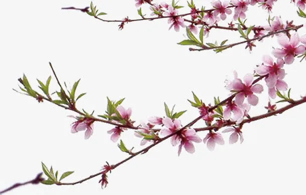 桃花花枝文房四宝免抠