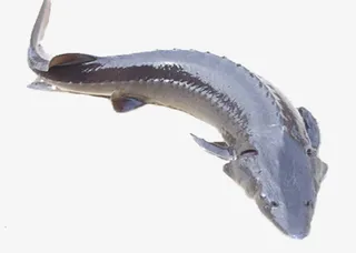 实物 鲟鱼 促销免抠