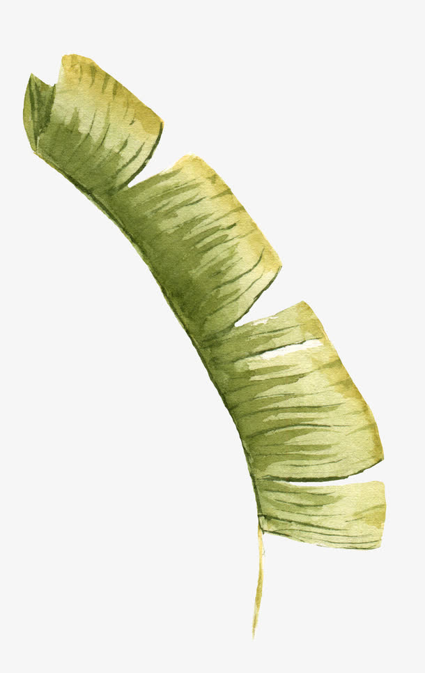 绿色叶子免抠