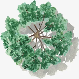 绿色树干树木水彩风手绘带投影免抠