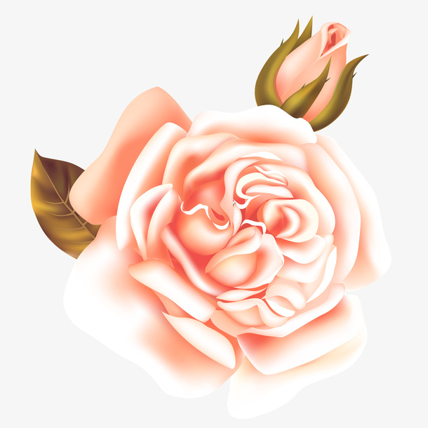 花朵 png 透明 素材  免扣免抠