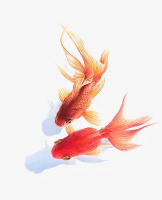 金鱼免抠