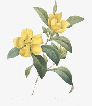 绽放的康乃馨免抠