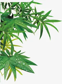 清香竹叶风光美景免抠