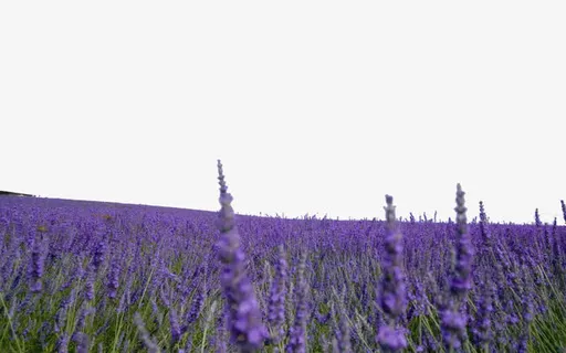 熏衣草摄影免抠