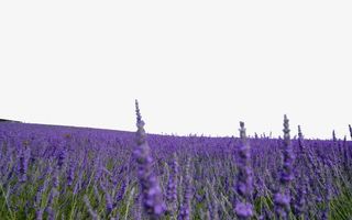 熏衣草摄影免抠