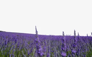 熏衣草摄影免抠