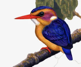 高清枝头鸟免抠